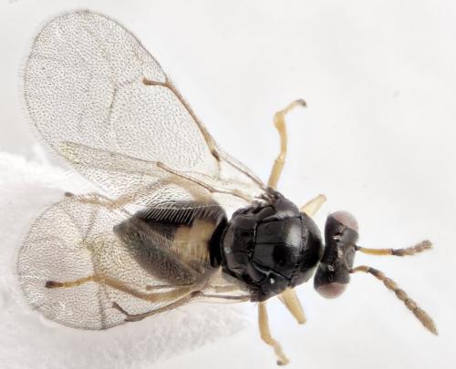 Tamarixia sp.
